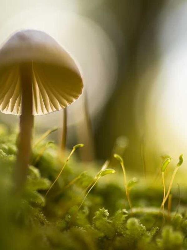 پیراهن پسرانه