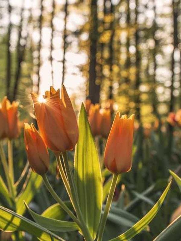 مانتو اسپرت